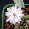 Gymnocalycium_damsii_rotundulum_1